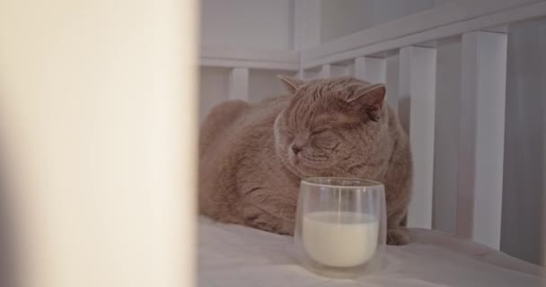 Μια καθαρόαιμη σκωτσέζικη γκρι γάτα ξαπλωμένη στο κρεβάτι και να κοιμάται δίπλα σε ένα ποτήρι γάλα. Προστασία των ζώων Προστασία των δικαιωμάτων των ζώων — Αρχείο Βίντεο