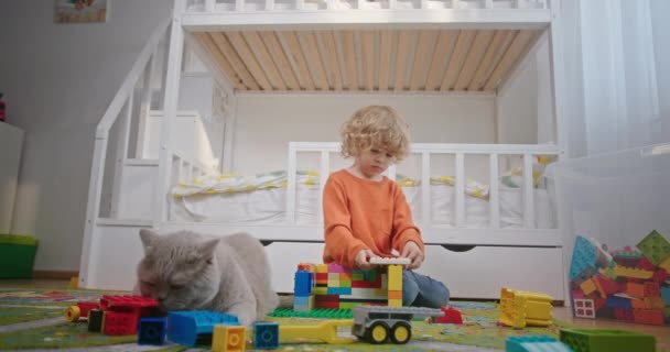 Słodki chłopczyk bawiący się z kolorowym konstruktorem siedzącym na ziemi w pokoju dziecięcym ze swoim kotem Scottish Thoroughbrered. Stylowe nowoczesne meble łóżeczkowe — Wideo stockowe