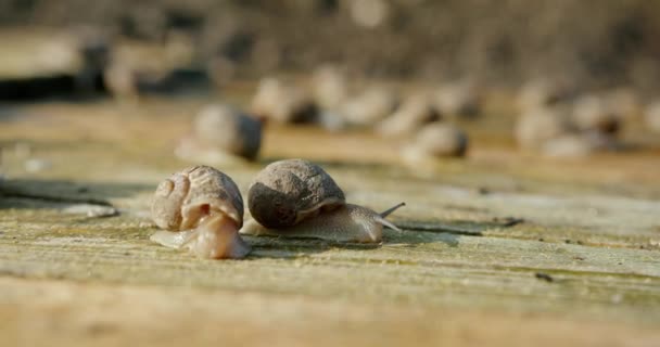 식용 달팽이를 재배하기 위한 농장 지역 - 수출을 위한 온갖 환경 조건에서 나무로 만든 작은 팔레트 밭에서 재배하는 곳 — 비디오