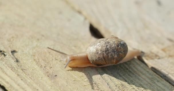Large close card snail that crawls in a field snail farm growing to consume their organic product — Stock Video