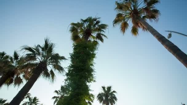 Движение STEADICAM: Ряд многих пальм против голубого неба — стоковое видео
