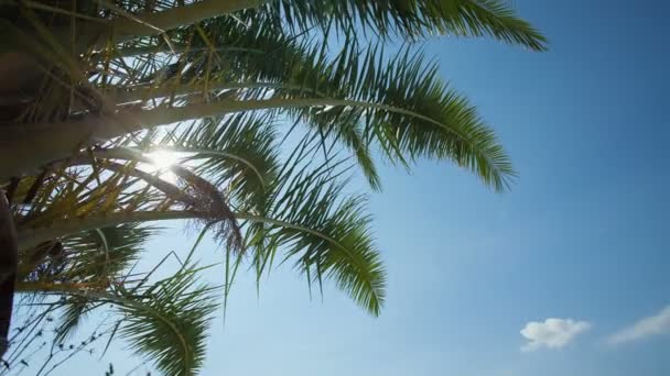 Una rama de palmera brillante y soleada con una llamarada del sol — Vídeos de Stock