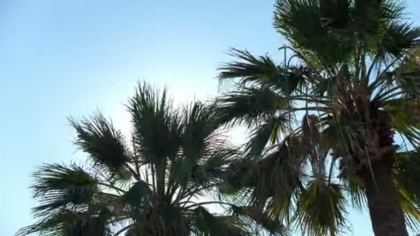 Cocos gemelos con cielo azul. Grabación de vídeo RAW . — Vídeo de stock