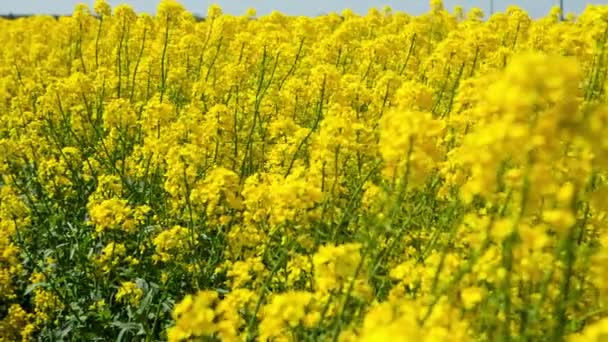 Campo de violación, cultivos de canola en el cielo azul — Vídeos de Stock