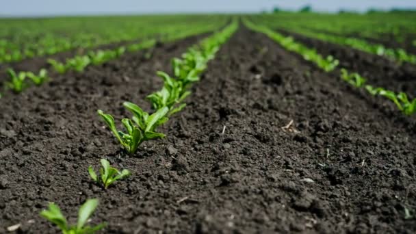 Campo con remolacha azucarera — Vídeos de Stock