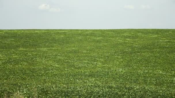 Field of green buckwheat — Stock Video