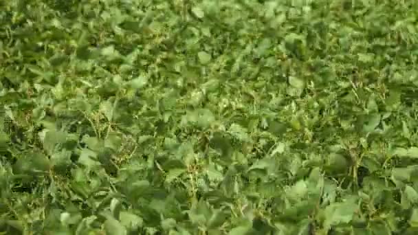 Campo de trigo sarraceno verde de cerca — Vídeo de stock