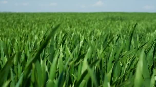 Gras Hintergrund - Schieberegler Bewegung. Weizenfeld — Stockvideo