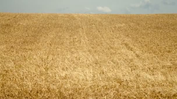 Campo de trigo pronto a ser colhido — Vídeo de Stock