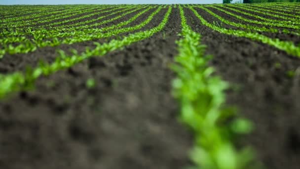 Rader av kålrot växter i ett odlade jordbrukare — Stockvideo