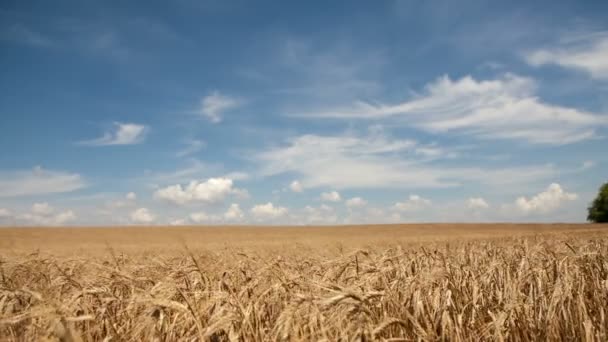 Gebied van tarwe onder bewolkte hemel — Stockvideo