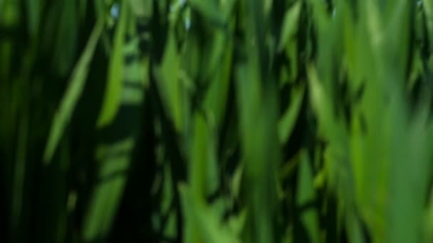 Тло трави - рух крана. Пшеничне поле — стокове відео