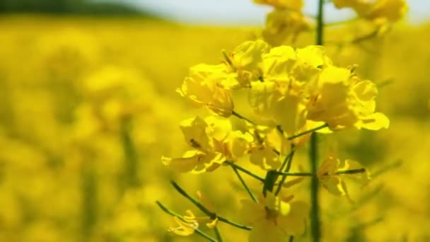 Flor de colza en primavera — Vídeo de stock