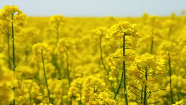Canola flower, rape crop, background — Stock Video