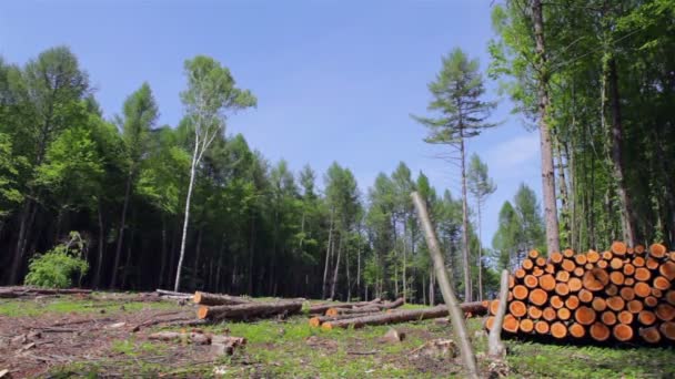 Avskogning i den Lappländska Taigan — Stockvideo