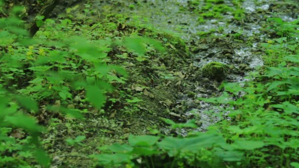 Floresta pantanosa — Vídeo de Stock