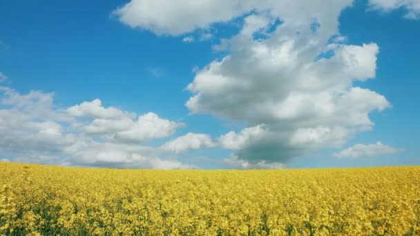 Paisaje de verano con campo de violación en el fondo del hermoso cielo. Concepto de agricultura. Copiar espacio . — Vídeos de Stock