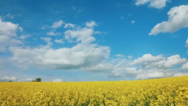 Panorama: Květy žluté znásilnění a modrou oblohu s mraky. Ukrajina, Evropa. Krásy světa. — Stock video