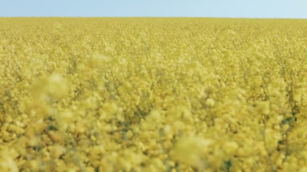 Field of rapeseed against sky with clouds. Rec focus — Stock Video