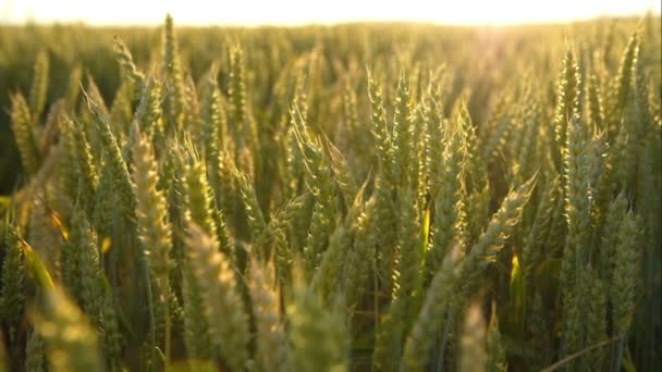 Campo de trigo verde — Vídeo de Stock
