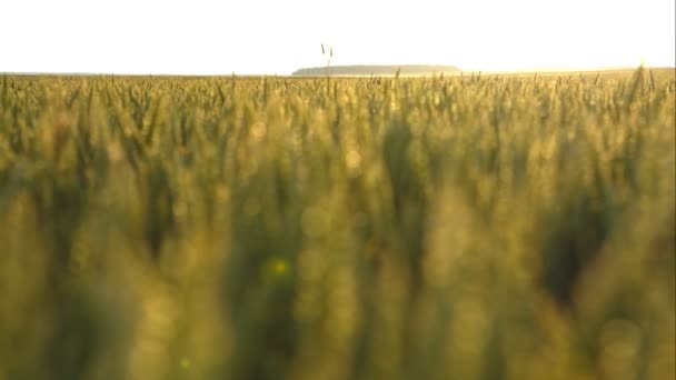 Green wheat field — Stock Video