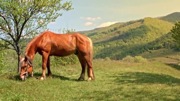 Häst som betar på berget ängen i Karpaterna, landskap bakgrund. — Stockvideo