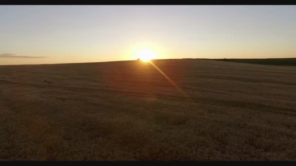 Pšeničné pole při západu slunce antény — Stock video