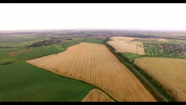 Повітря: поля зрілої пшениці разом із зеленими полями зверху . — стокове відео