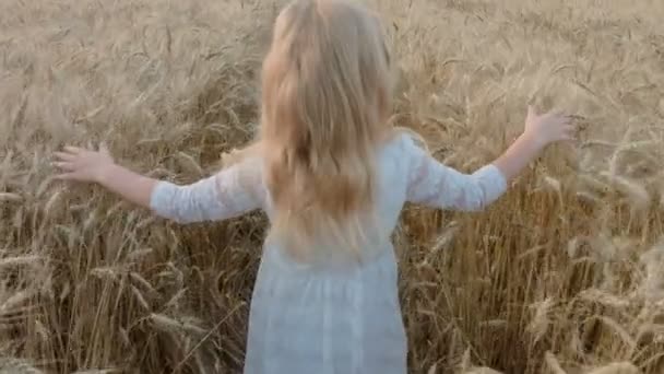 Little girl in a wheat field. — Stock Video