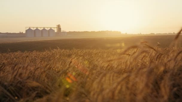 Silos de grão e campo de trigo cultivado abaixo de um nascer do sol — Vídeo de Stock