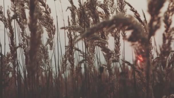 Zonsondergang op een achtergrond van droog herfst gras — Stockvideo