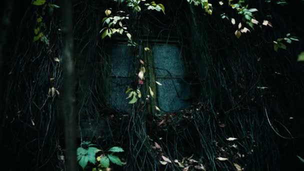 廃屋でひどい生い茂ったウィンドウ — ストック動画