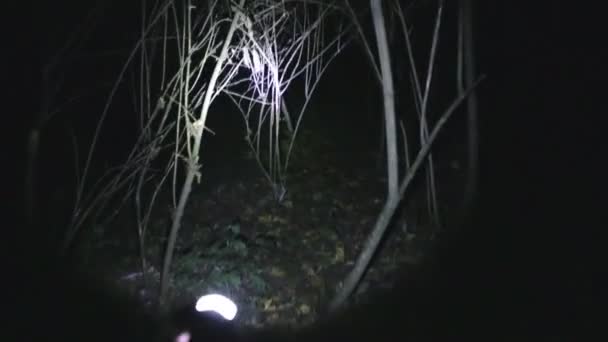 POV shot as you walk through a spooky scary forest at night, passing by bare trees in the darkness with a flashlight — Stock Video