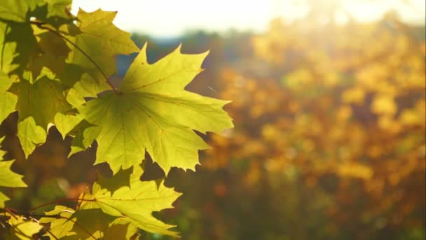 Herfstbladeren, achtergrond. Een vertakking van de beslissingsstructuur met najaar bladeren op een onscherpe achtergrond — Stockvideo