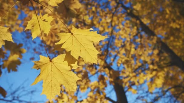 Gelbes Ahornblatt auf natürlichem verschwommenem Licht Herbst Hintergrund — Stockvideo