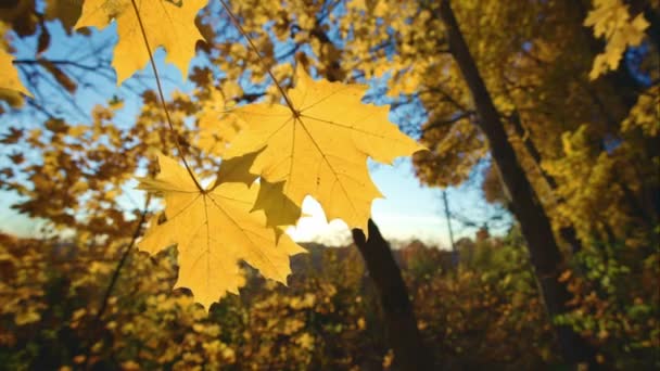 Folhas coloridas brilhantes nos ramos na floresta de outono — Vídeo de Stock