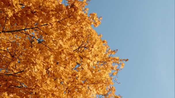 Orange yellow fall maple leafs over the blue sky — Stock Video