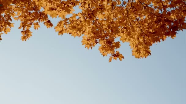 Herbstblätter gegen blauen Himmel — Stockvideo