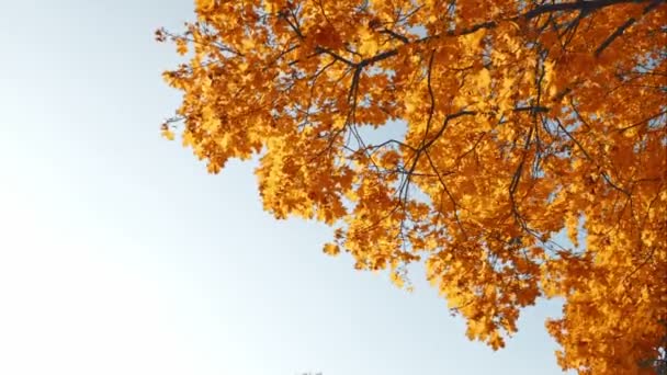 Folhas de outono contra o céu azul — Vídeo de Stock