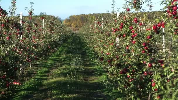 Jablečná zahrada plná roztrhaných červených jablek — Stock video