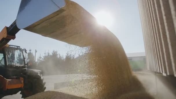 Bulk lossen emmer van tarwe in zonnige zomerdag — Stockvideo