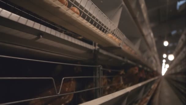Yumurta tavuk çiftliği — Stok video