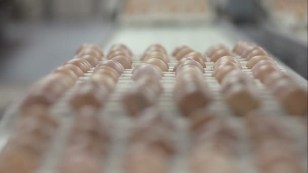 유기 닭 농장에서 신선 한 달걀을 실은 상자를 운반하는 컨베이어 벨트 — 비디오