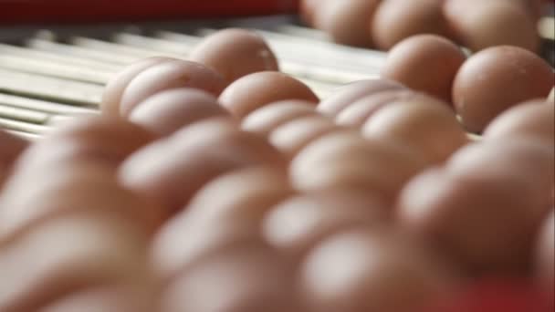 Línea de producción de huevos. Primer plano. . — Vídeos de Stock