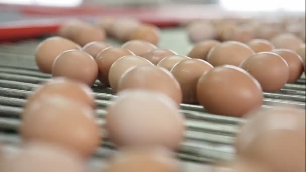 Ovos em movimento na linha de produção. Fechar. . — Vídeo de Stock