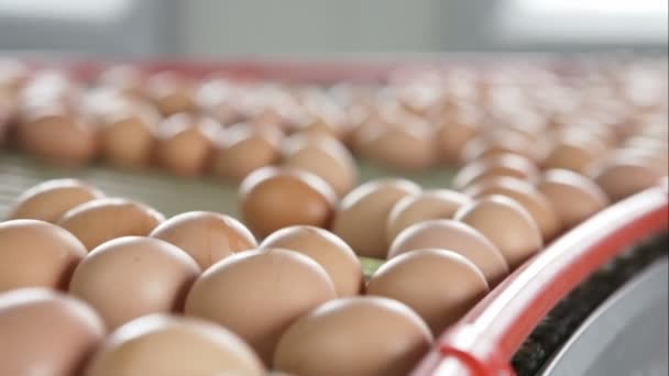 Eier werden mit Hilfe von Saugnäpfen aus der Verpackung bewegt — Stockvideo