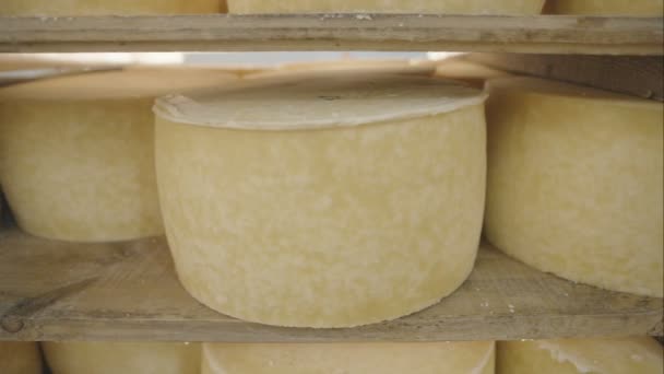 Ko mjölk ost, lagrad i en trähyllor och kvar för att mogna - dolly rörelse. — Stockvideo