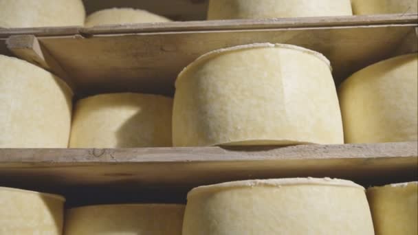 Ruote di formaggio appena fatte in cantina di stagionatura — Video Stock