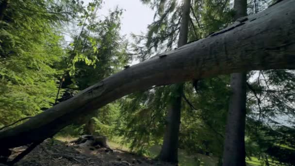 Bagagliaio di un vecchio albero — Video Stock