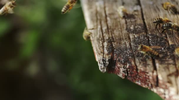 Les abeilles à l'entrée de la ruche — Video